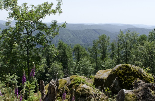Tiefenentspannung und Ruhe, Kraft und Energie im Pfälzerwald